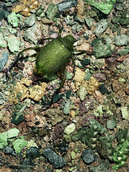 Photograph Tal Silverman Green Beetle On Make Up Landscape on One Eyeland